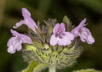 Wild basil 